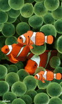 pic for clown fish